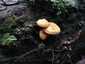 Narancsvörös álrókagomba (Hygrophoropsis aurantiaca), Budai-hegység